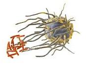 Ritmos Circadianos controlan Sistema Inmunológico