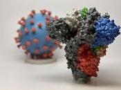 sistema inmunológico recuerda coronavirus solo meses