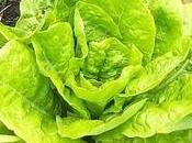 Lactuca