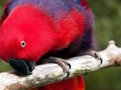 Eclectus Roratus (loro)