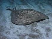 Tembladera Torpedo ocellata