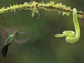 Colibri contra Vibora, mejor fotografia naturaleza