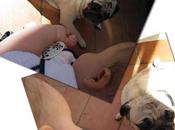 Bebés perros
