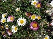 Erigeron