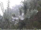 orballo descubre trampas