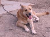 Matan mastín lanza BEDIA(Bizkaia)-