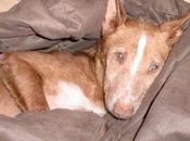 Historias adoptados. Linda (Sol)