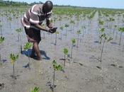 Treedom alcanza millón medio árboles plantados 2020