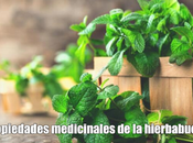 Propiedades medicinales hierbabuena