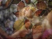 Venerdí Photosatriani