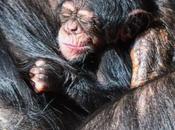 Nace cría chimpancé Loro Parque