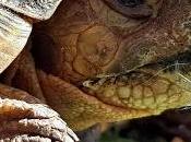 PIERDAS HOY: despertar reptiles