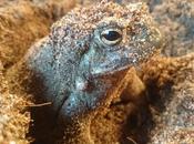 Conservacionistas suplican dejen “ordeñar” sapos psicodélicos