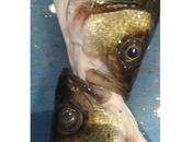 outer space populi cofre especial luxe)