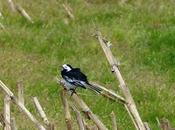 vuelta hogar escocés