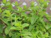 Hierbabuena (Mentha sativa