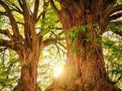 Planes sutiles Ostara
