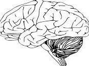 Para tener cerebro sano requiere buena barrera hematoencefálica