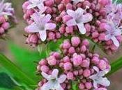 Valeriana (Valeriana officinalis