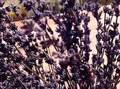Flores lavanda