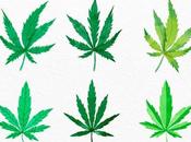 ¿Conoces nueva tendencia CBD?