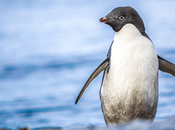 Descubren nuevo virus pingüinos Antártica puede afectar humanos