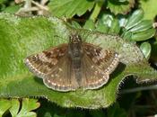 Algunas mariposas, primeros registros