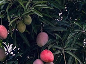 𝘾𝙃𝙄𝙏𝙍é 𝙃𝙀𝙍𝙍𝙀𝙍𝘼 𝙋𝘼𝙉𝘼𝙈á