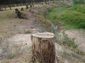 edad árboles