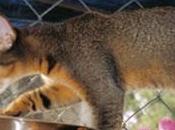 Chausie
