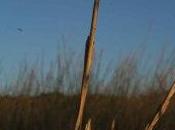 gusta/No gusta, agosto