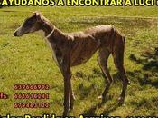 Luci perdido Aranjuez