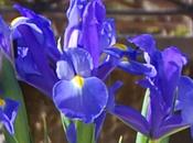 hermosos Iris