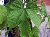 Humulus