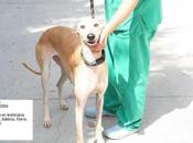 galgos perrera Malaga. sacamos serán sacrificadas!!!