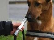 Perros huelen cáncer