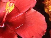 Caribbean Looks: Hoy, hibisco mexicano