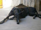 galga agustina, pobrecita sido abandonada cruelmente. urgente!!