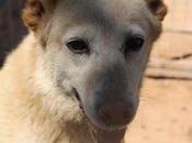 Hilda, perrita tamaño mediano-pequeño utilizada como sparring. protectora picassent. valencia.