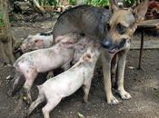 perra amamanta cinco cerditos