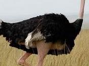 Evolución sueño: avestruces duermen como ornitorrincos