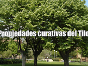 Propiedades curativas Tilo