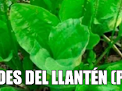 Propiedades llantén (plantago)