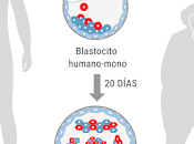 ético crear embriones híbridos