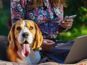 ¿Cómo ayuda Software veterinario clínicas? experiencia opciones como Petclinic