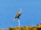 Pajarillos campiña abierta