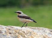 Collalbas migración