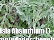 AJENJO (Artemisia Absinthium propiedades, beneficios usos