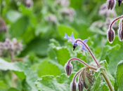 Borraja Borago officinalis propiedades, beneficios usos