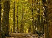 Castañar otoño